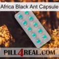 Africa Black Ant Capsule 28